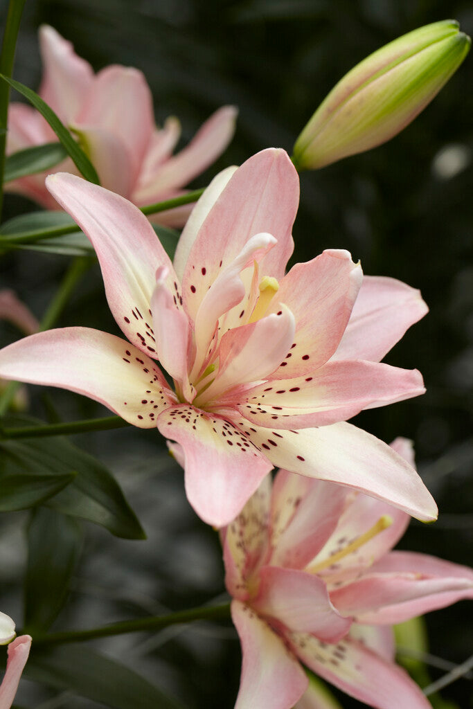 Asiatisk lilje-Lilium Elodie 2-pakning